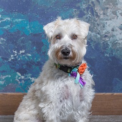 Clover the therapy dog at Aris Clinic