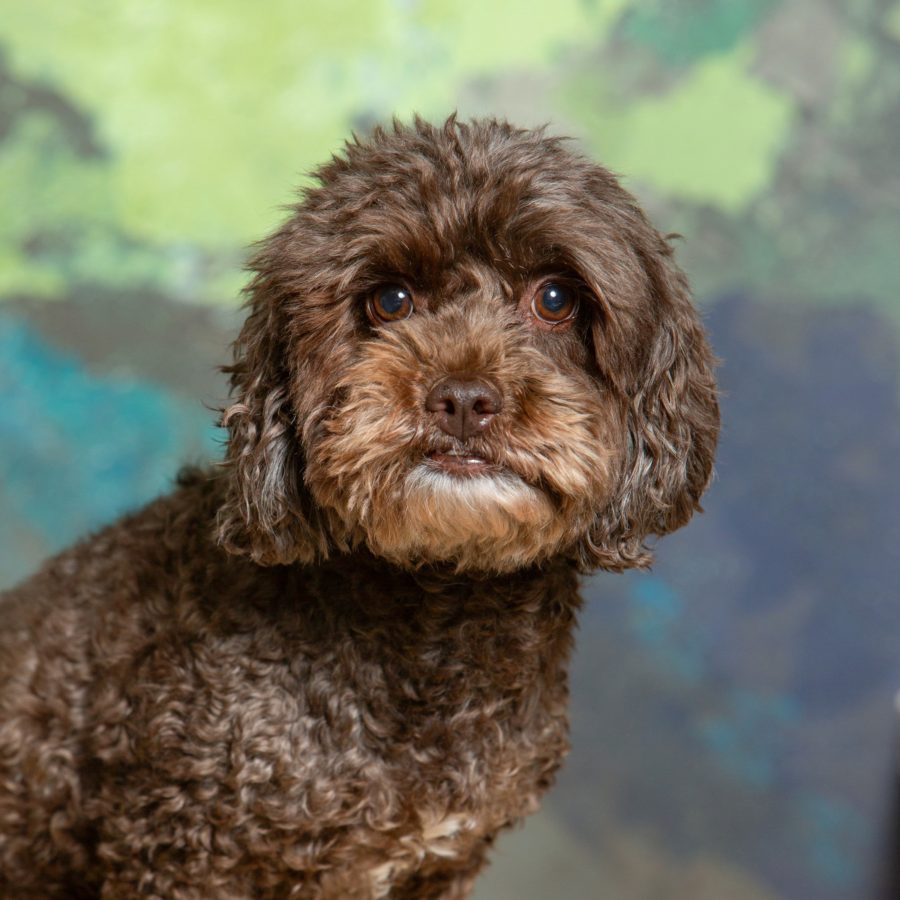 Maple (the dog), a companion animal at Aris Clinic
