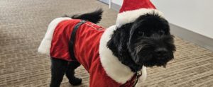 Tucker, the companion animal dressed in a Santa costume to visit staff and patients.
